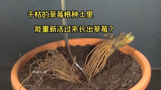 路边随手捡的干枯草莓根种土里，叶子都没有，还能活过来生长出草莓吗