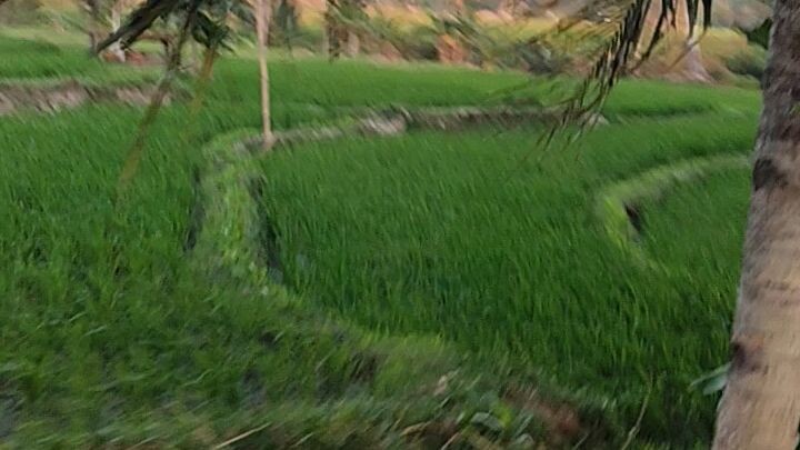 pemandangan sawah di pegunungan