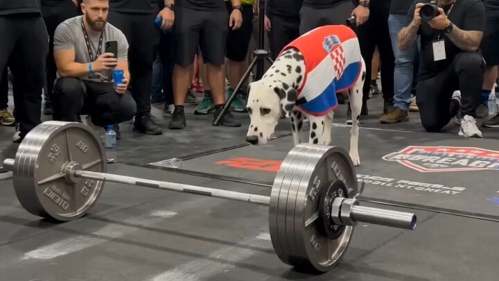 Powerlifting Animals - Dog
