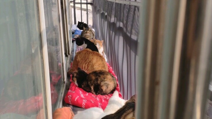 My balcony becomes cat's home