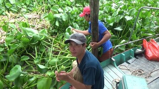 LỤC BÌNH NẤU CANH CHUA BỮA CƠM CHIA TAY TRỞ VỀ NHÀ - TT81