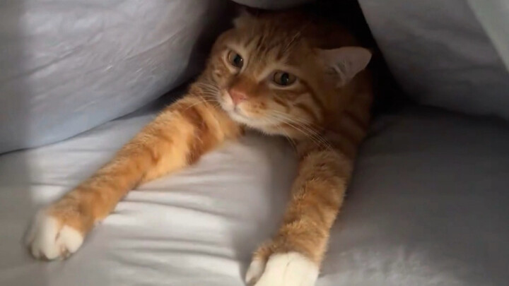 Lúc này mùi mèo con đậm nhất!