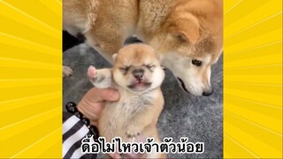 สัตว์เลี้ยงเพื่อนขนปุย : ดื้อไม่ไหวเจ้าตัวน้อย