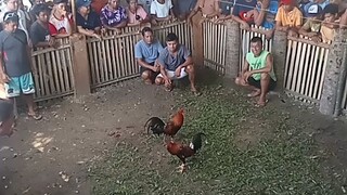 2x winner