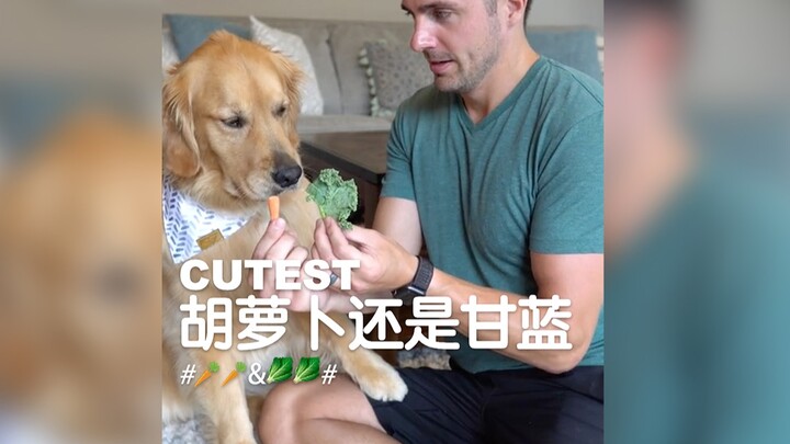 الأكثر لطافة | جزر أم كرنب؟