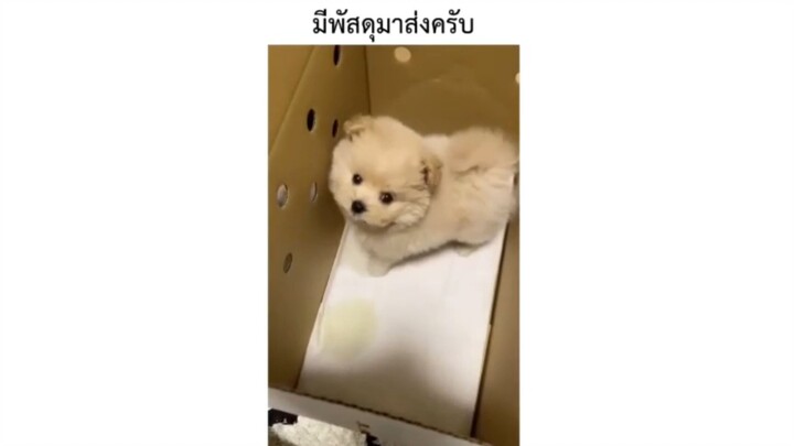 มีพัสดุมาส่งครับ