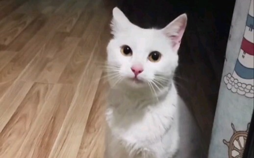 Rescued a cat successfully! Mom won’t have to worry about me staying up late binge-watching cat vide