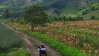 #菲律宾旅游 达沃地区 一望无际的绿