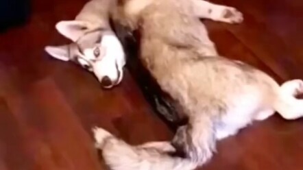 Chó xám đúng như tên gọi.....