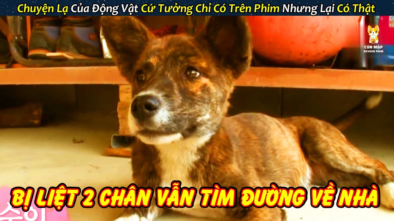 Cảm Động Chú Chó Bị Liệt 2 Chân Vẫn Cố Lết Tìm Được Đường Về Nhà ...