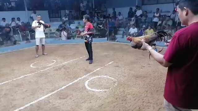 first fight 7stag derby warp up...bulik win