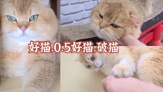 我家里的好猫、0.5好猫、破猫！