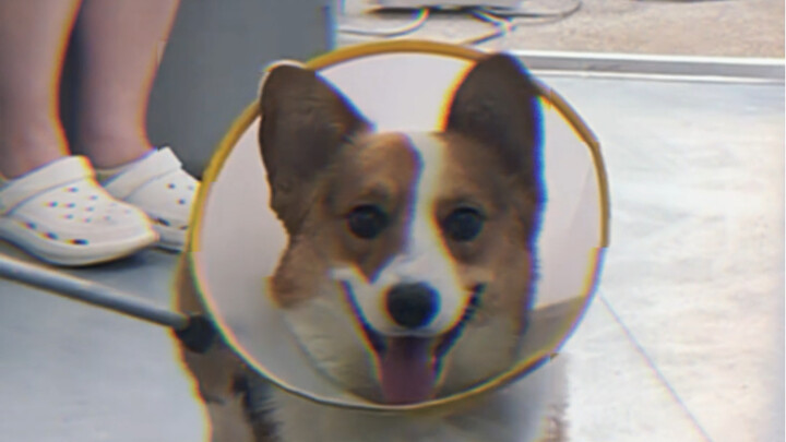 Expensive Apricot Pit: A Foreign Object in the Gut