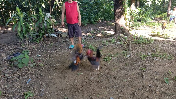 Sunday spar Gilmore hatch