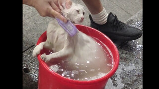 This is what happens when you leave a cat to its parents!