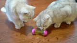 Which one is smarter, cats or mice? After testing with a mysterious ball, the hamster actually tortu