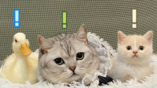 ให้แมวเลือกระหว่างเป็ดกับลูกแมวน้อย มันกลับเลือก...