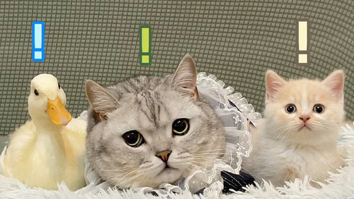 Let the cat choose between a duck and a little kitten—it actually chose...