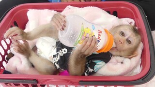 Beautiful My Baby Monkey!! Adorable Tiny Baby Maku Very good Sleep Drinking Milk In Basket