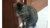cats and dogs funny video (1)