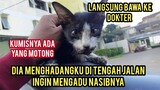Astagfirullah Anak Kucing Jalanan Ini Minta Tolong Mulutnya Luka Parah Kumisnya Ada Yang Motong..!