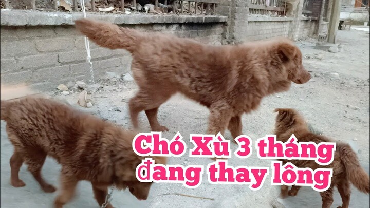 Hmông dog. chó xù nâu lửa 🔥 đang thay lông mới.