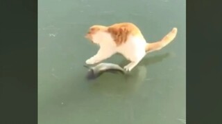 Mau Ikan, Tetapi Tidak Sanggup! Kucing: Aku Benci!