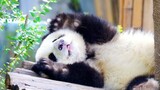 fafa：小仙女睡觉觉啦【大熊猫和花】