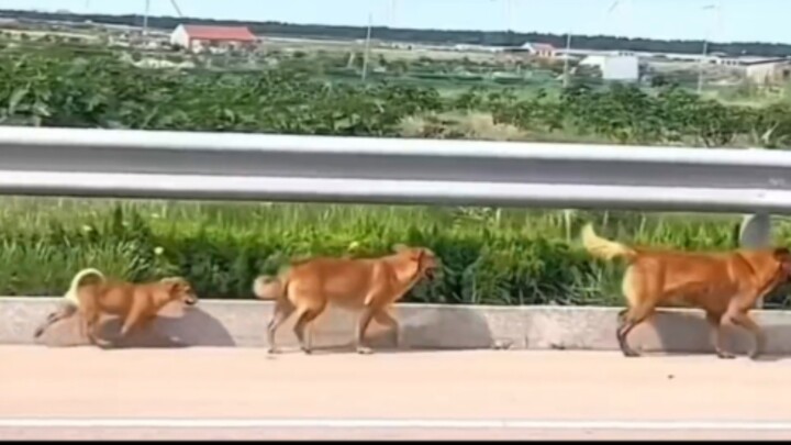 Medium dog, big dog, extra-large dog