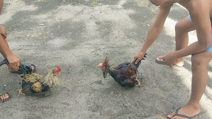 win melsim grey ala sugat first fight