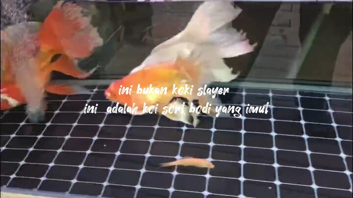 ikan cantik . penari kolam dan aquarium 💚