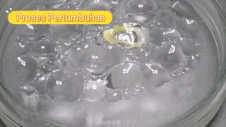 Proses pertumbuhan