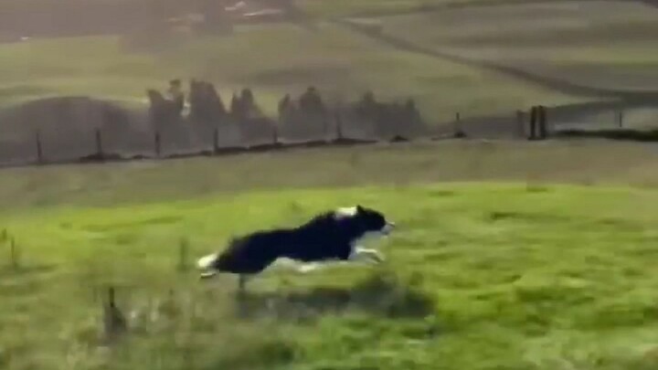 Anjing itu langsung terjun ke surga jalan-jalan, terbang di atas rumput ini benar‑benar tak tertandi