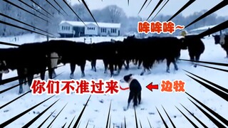 堪称犬类智商天花板的边牧，让农场主给份工资也不过分吧