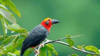 LUCU BANGET!!! ada kah yang kenal dengan burung Tiong batu Kalimantan