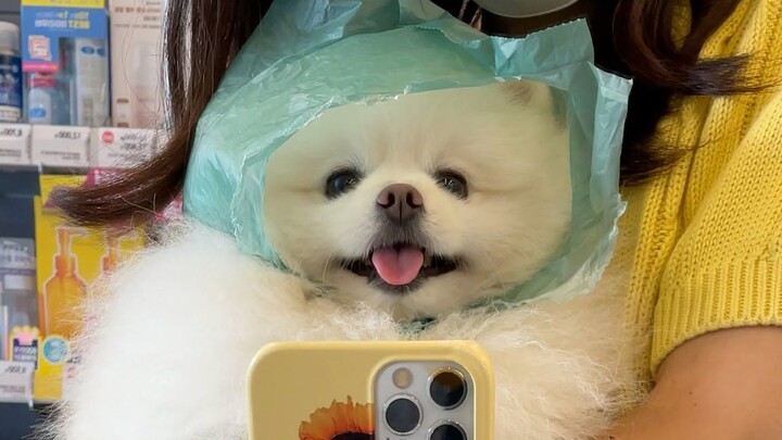 What do you do when you’re out for a walk with your dog and a torrential downpour hits?! Check this 