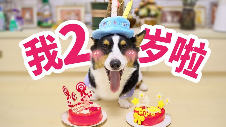 ควัก 700 หยวนพาน้องหมาไปทำสปาสุดหรู ฉลองวันเกิด 2 ขวบของเจ้าคอร์กี้ ชีวิตช่างชุ่มชื่นเสียจริง【ดูบี้ข