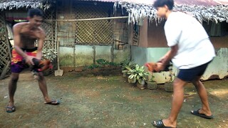 1 spar stag 8 months old