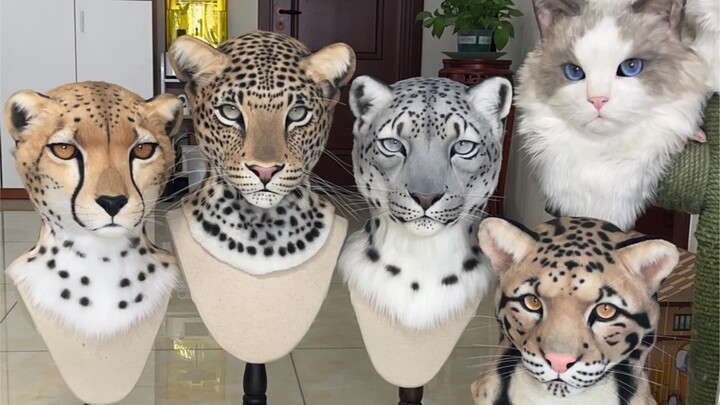 Big Leopard, Special Leopard!!!