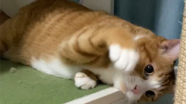 The way this cat pretends to hit you is just too cute!