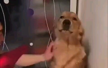 Dog: Just slap me earlier, and we’re done with it.