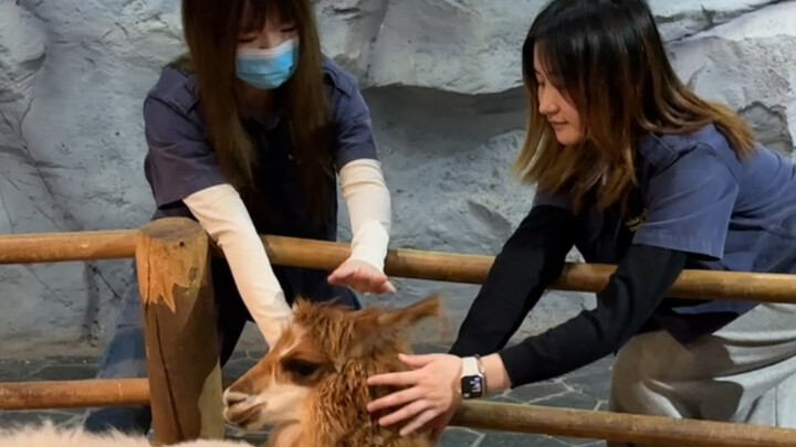 长沙zoolung！能摸能喂的动物园！