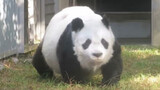 Dandan, an elderly giant panda living in Kobe, Japan (28 years old this year, equivalent to a human 