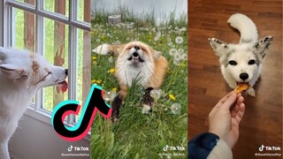 Foxes being cute - Fox TikTok Compilation