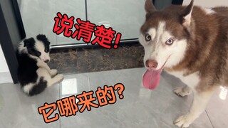 主人带回家一只陌生狗崽，二哈见了会是什么反应？