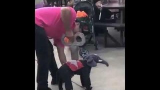 รวมคลิป ตลก ความน่ารัก สัตว์เลี้ยง Funny Video #15