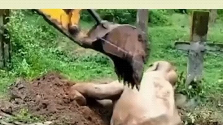 حتى إنهم يُلقون أنوفهم ببعضها، كم هم ظريفون!