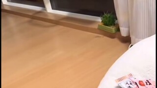 Mèo của bạn có hành động như thế này khi đẻ trứng không?