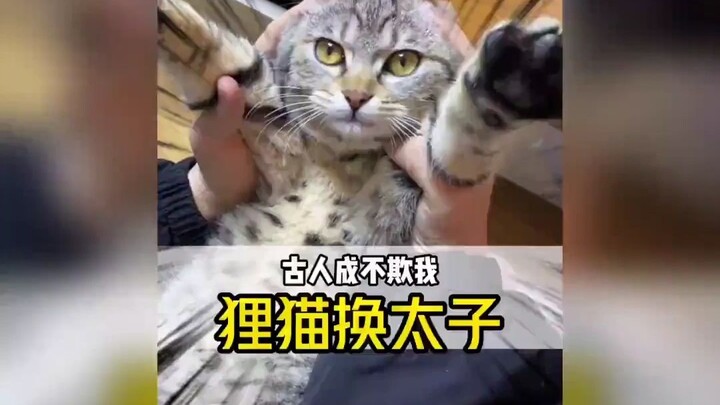 At first, it all seemed totally absurd; by the time the third cat showed up, I was completely baffle