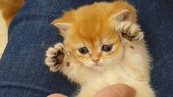 How does it feel to be rejected by a kitten?